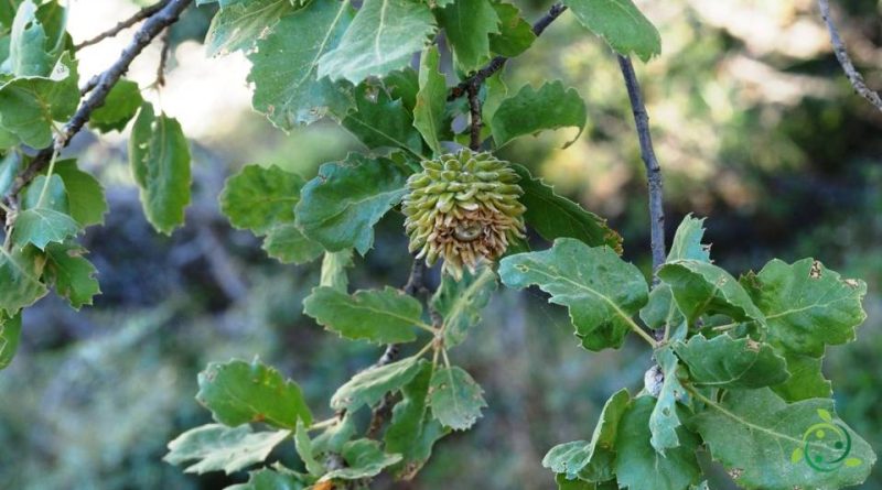 Riproduzione della Quercia Vallonea