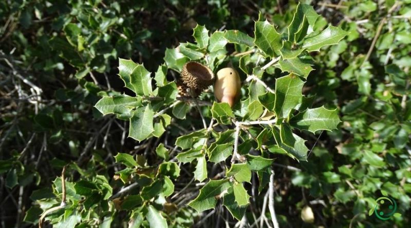 Riproduzione della Quercia spinosa