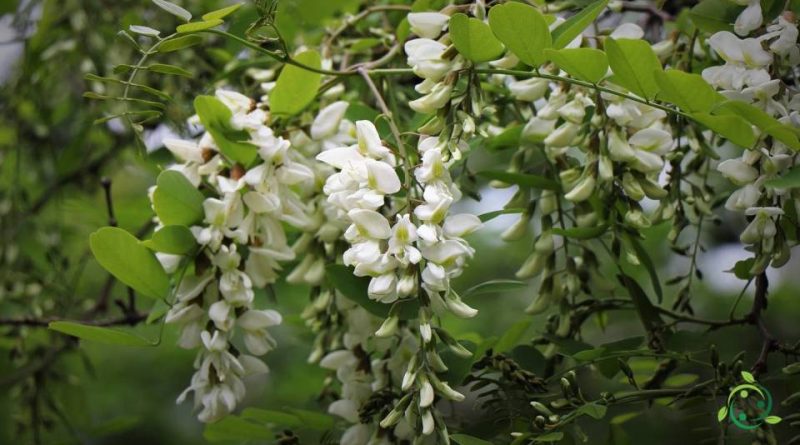 Riproduzione della Robinia