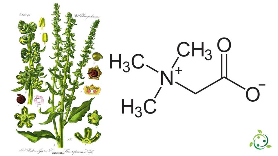 Trimethylglycine: chemical formula, occurrence in nature, properties