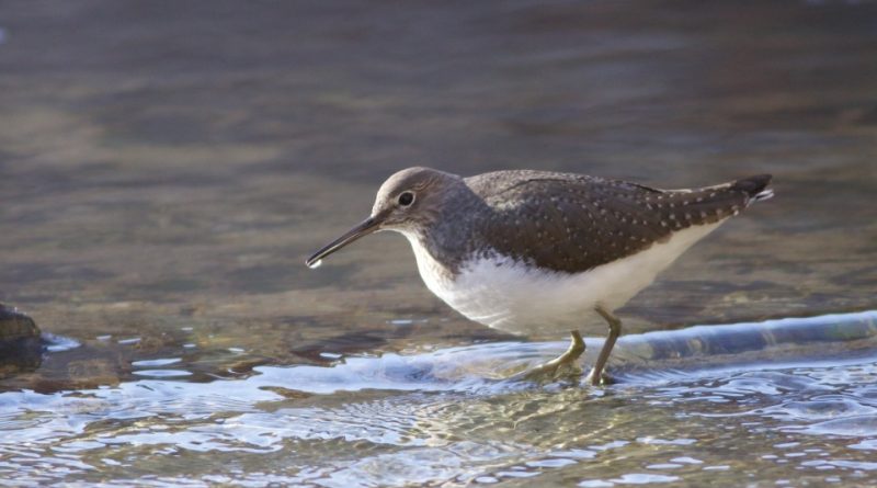 Tringa ochropus