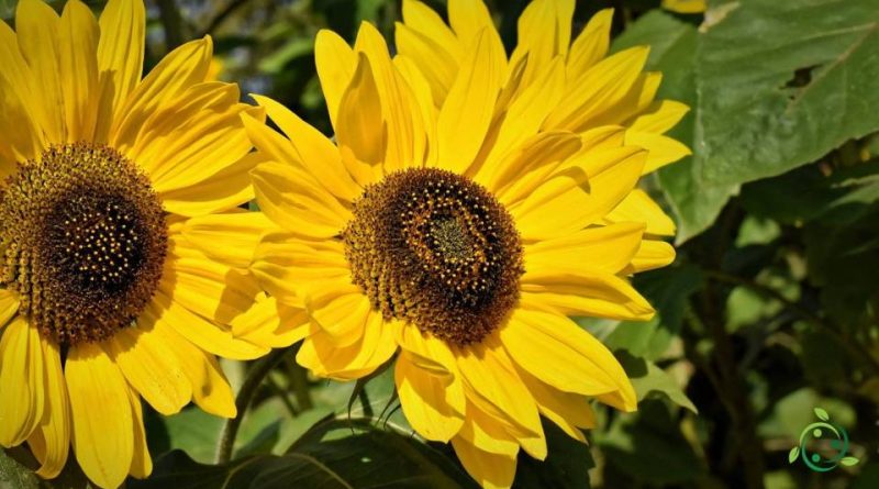 Valore nutrizionale del Girasole