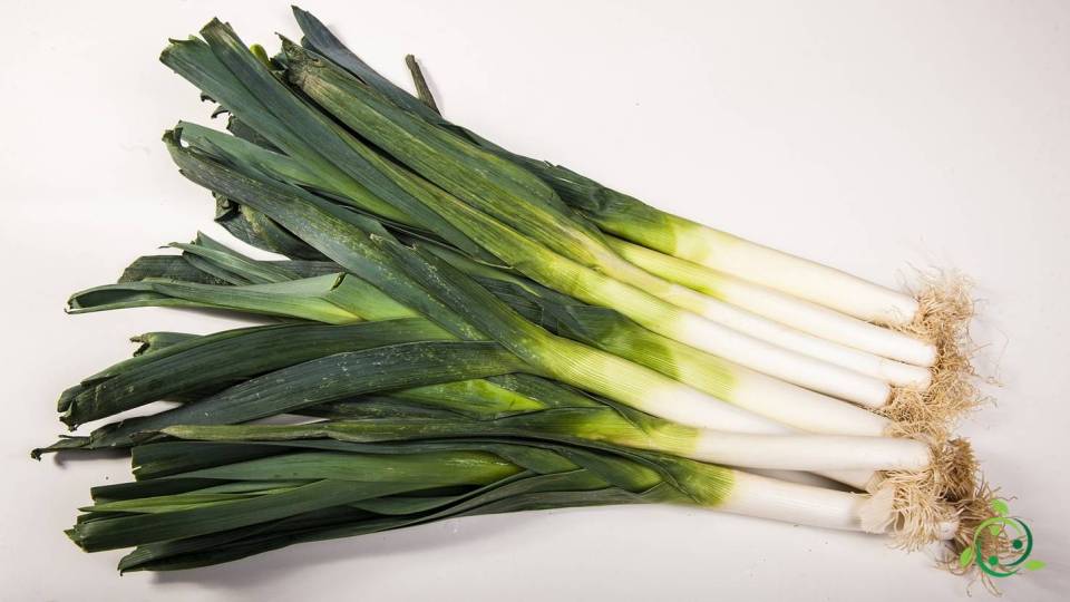 Nutritional value of Leek Properties, Composition