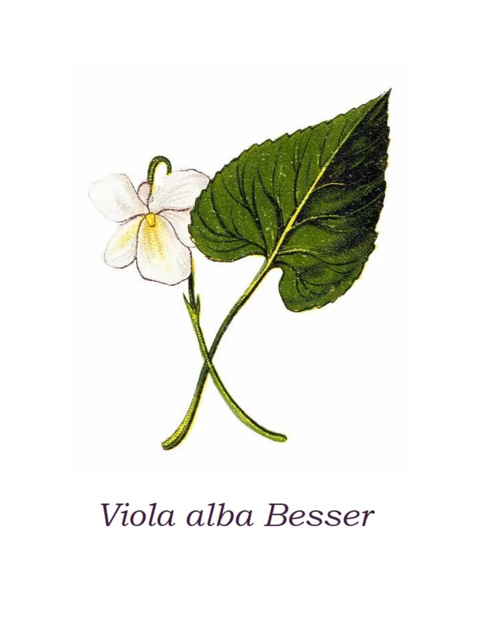 Viola alba. Systematics, Etymology, Habitat, Cultivation