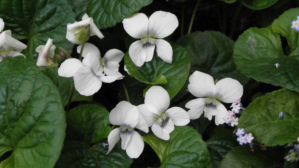 Viola alba. Systematics, Etymology, Habitat, Cultivation