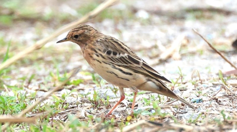 Anthus cervinus