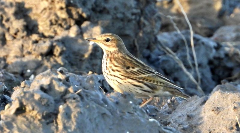 Anthus pratensis