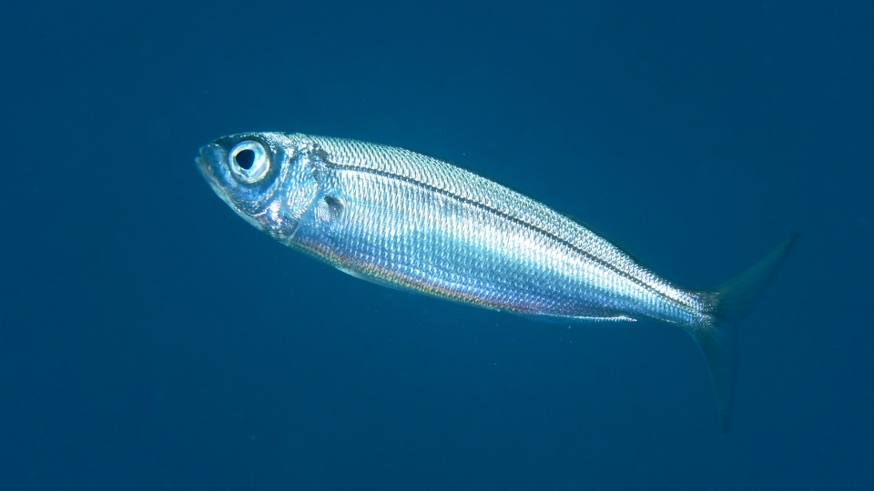 Boops boops: Sistematica, Habitat, Biologia, Ruolo Ecologico