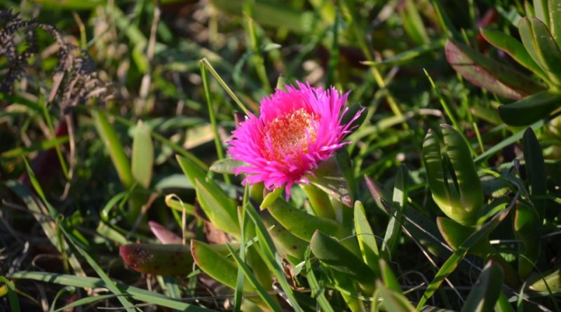 Carpobrotus edulis