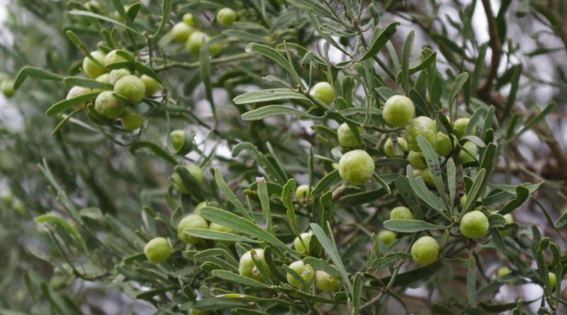 Citrus glauca