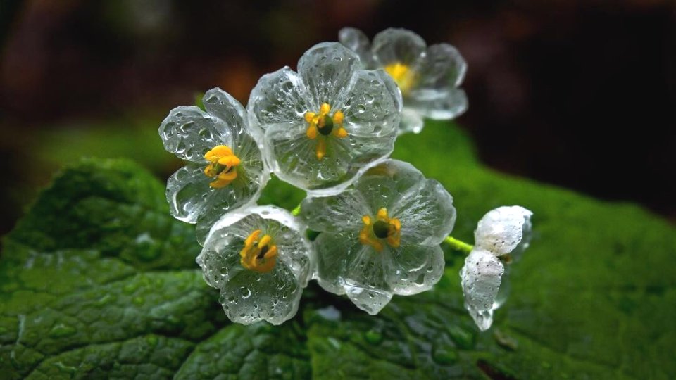 Diphylleia grayi Sistematica, Etimologia, Habitat, Coltivazione