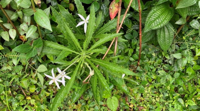 Hippobroma longiflora