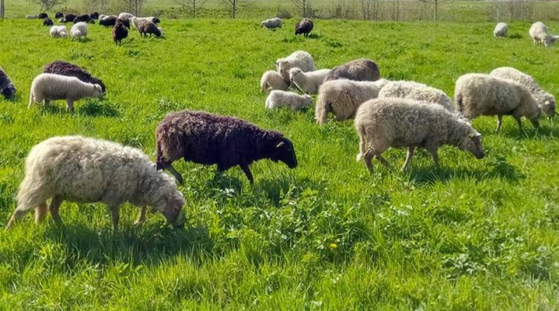 Landes de Bretagne