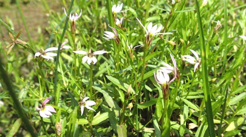 Lobelia chinensis