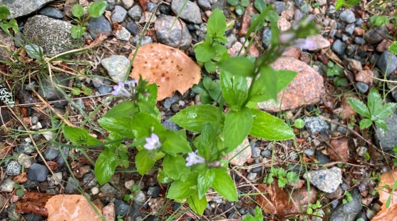 Lobelia inflata