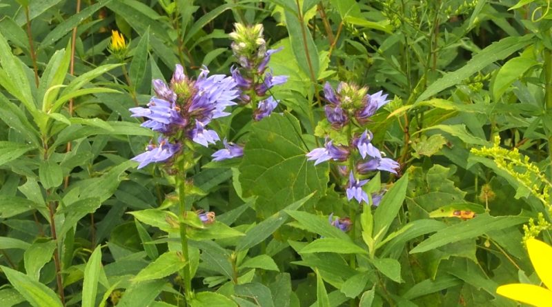 Lobelia siphilitica