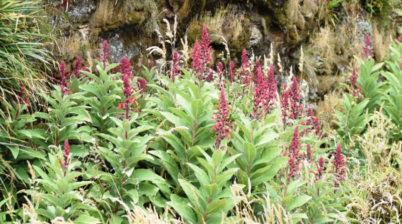 Lobelia tupa