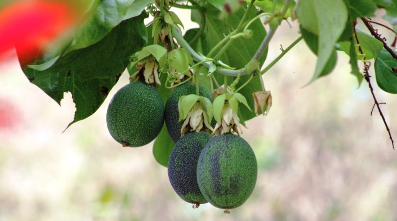 Passiflora ligularis