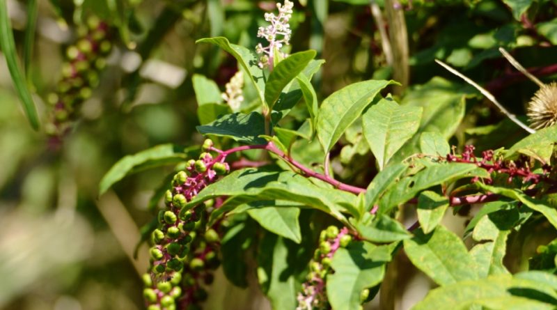 Phytolacca americana