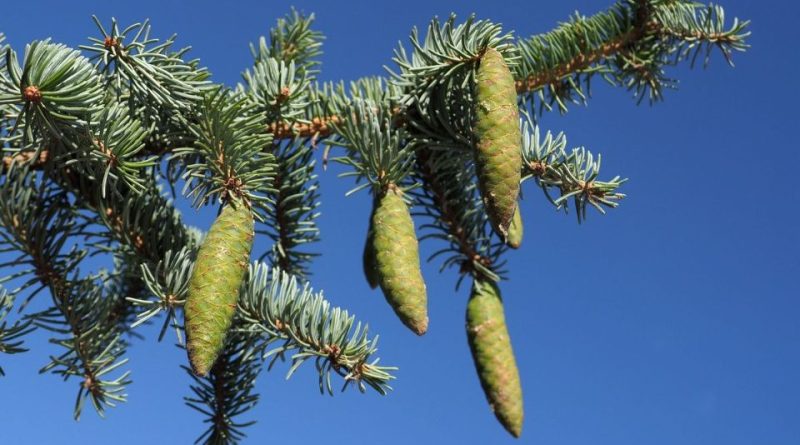 Picea crassifolia