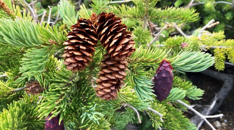 Picea engelmannii