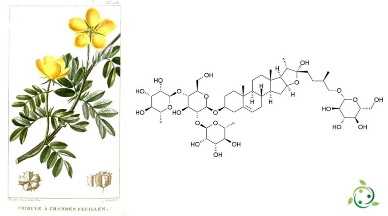 Protodioscina