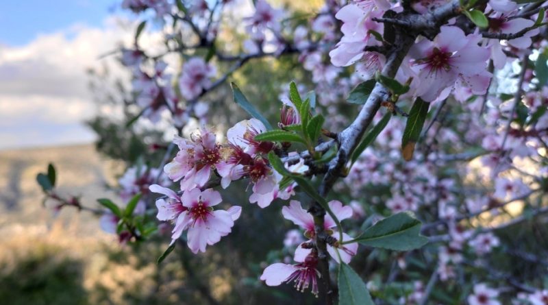 Prunus webbii