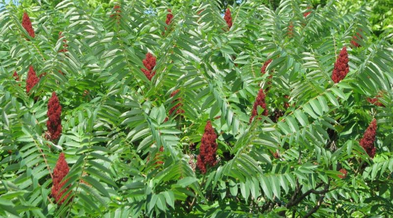 Rhus typhina