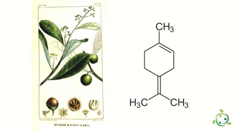 Terpinolene