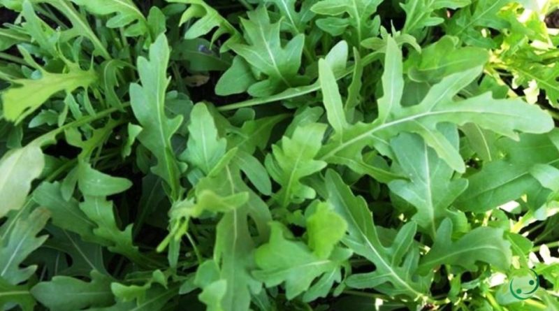 Valore nutrizionale della Rucola