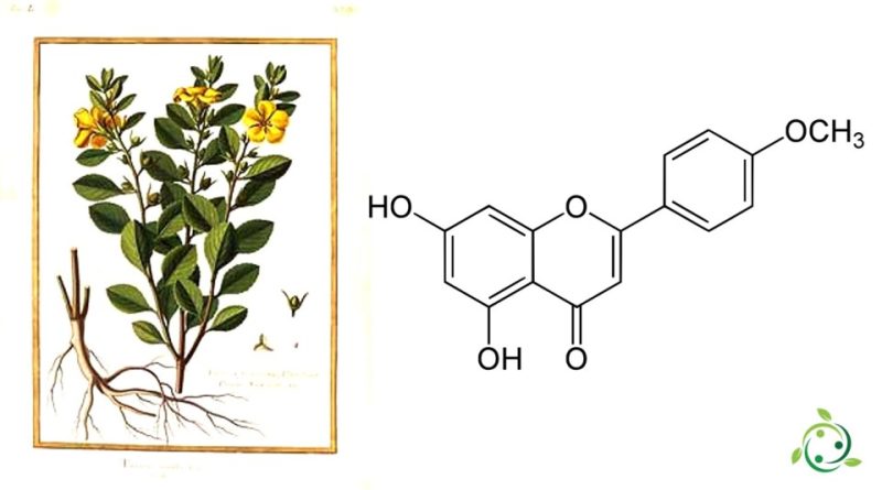 Acacetina