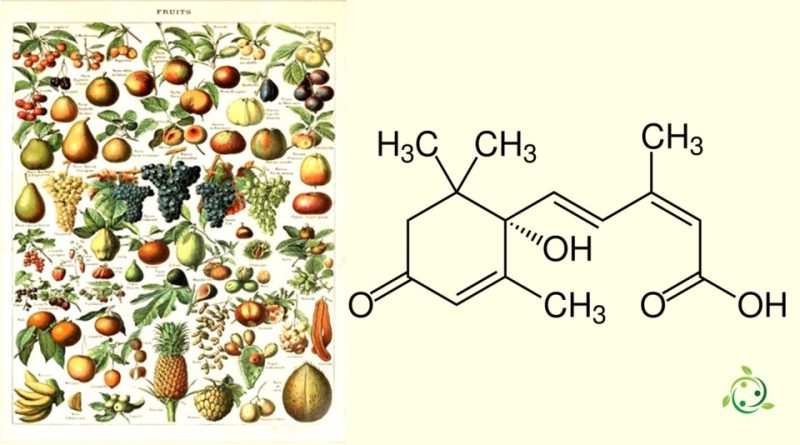 Acido abscissico