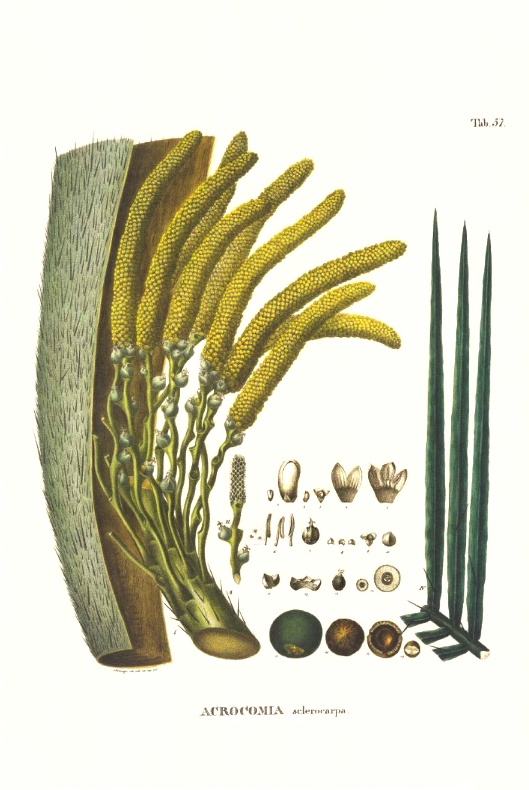 Acrocomia aculeata: Sistemática, Etimología, Hábitat, Cultivo