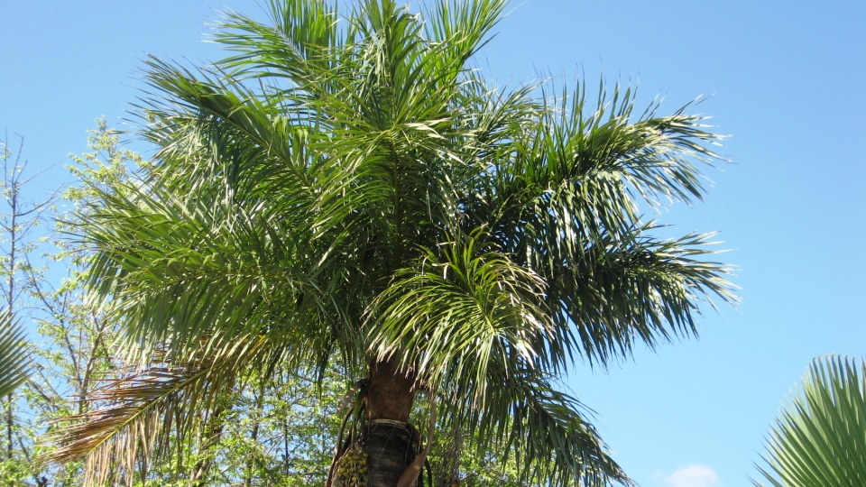 crispa Systematics, Etymology, Habitat, Cultivation