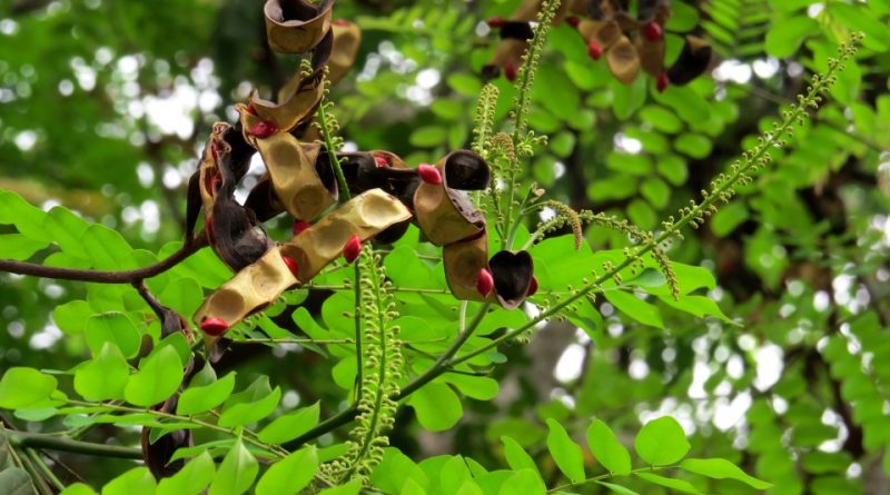 Adenanthera pavonina