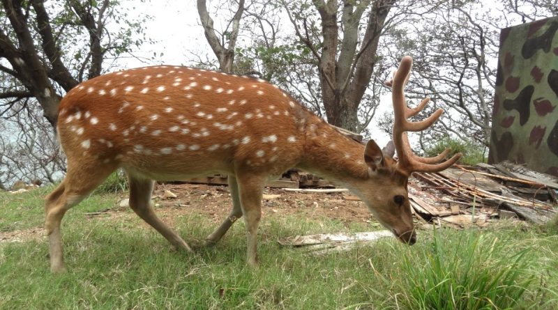 Cervus nippon