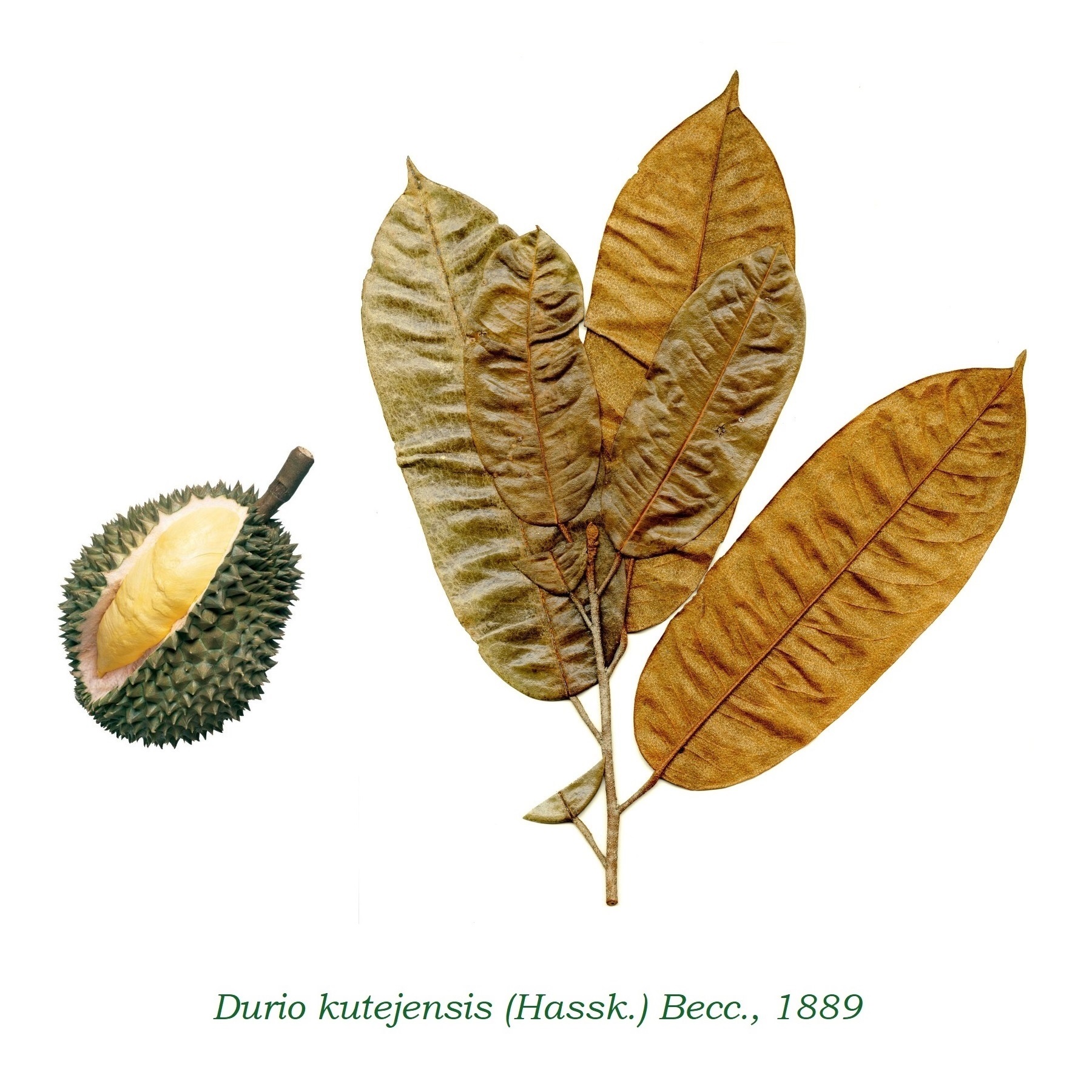 Durio kutejensis: Sistematica, Etimologia, Habitat, Coltivazione ...