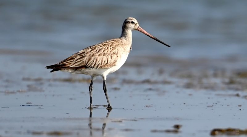 Limosa lapponica