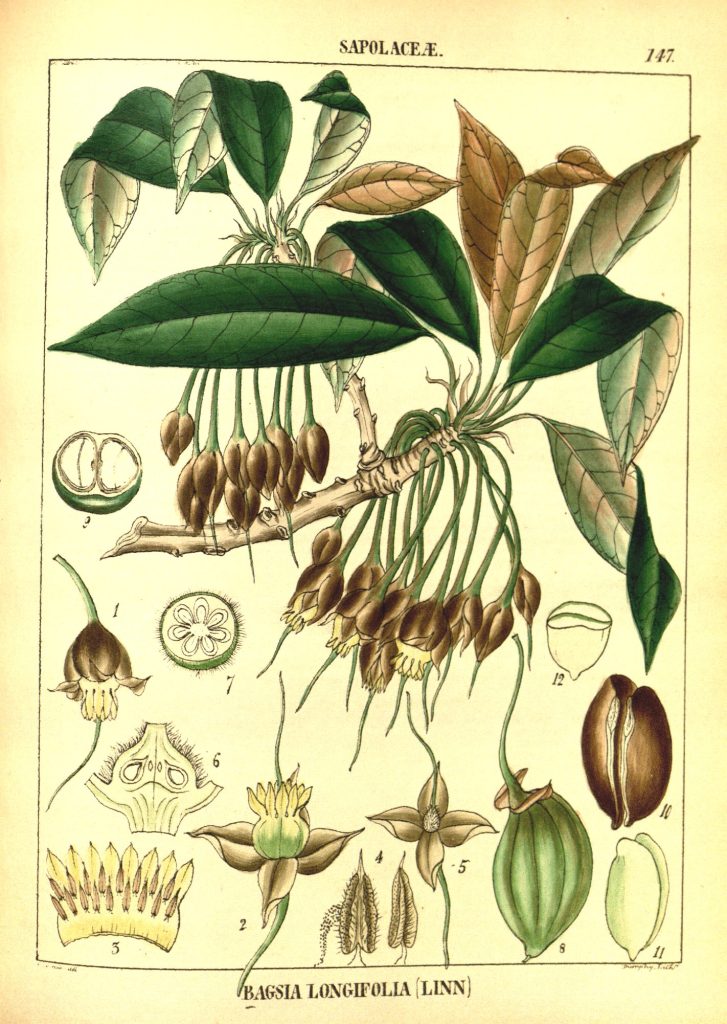 Madhuca longifolia: Systematics, Etymology, Habitat, Cultivation