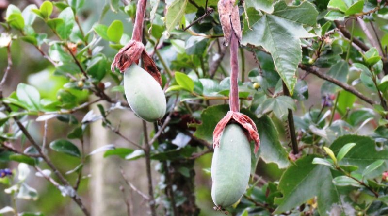 Passiflora mixta