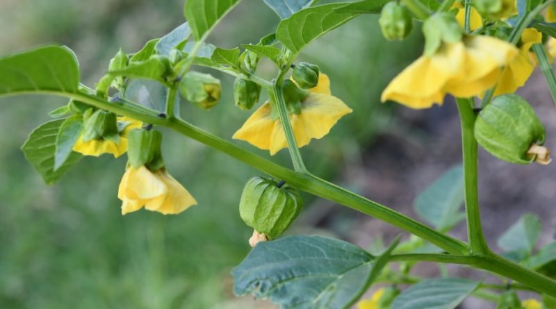 Physalis philadelphica