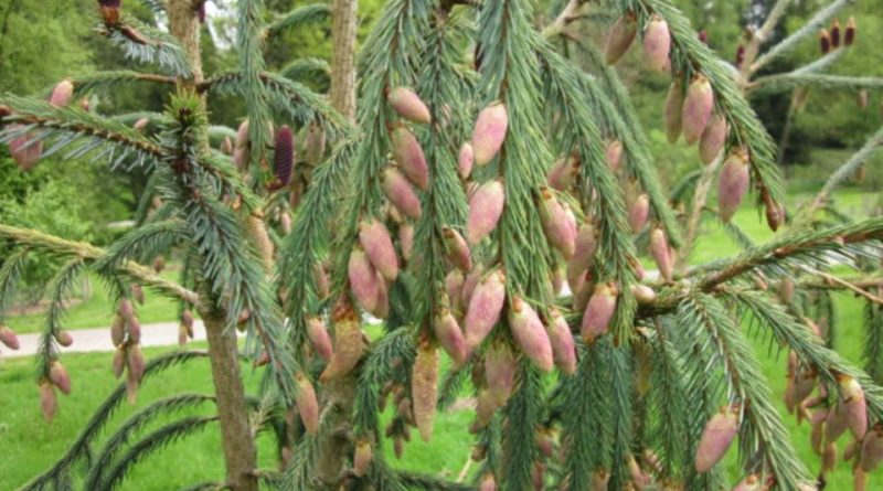 Picea farreri