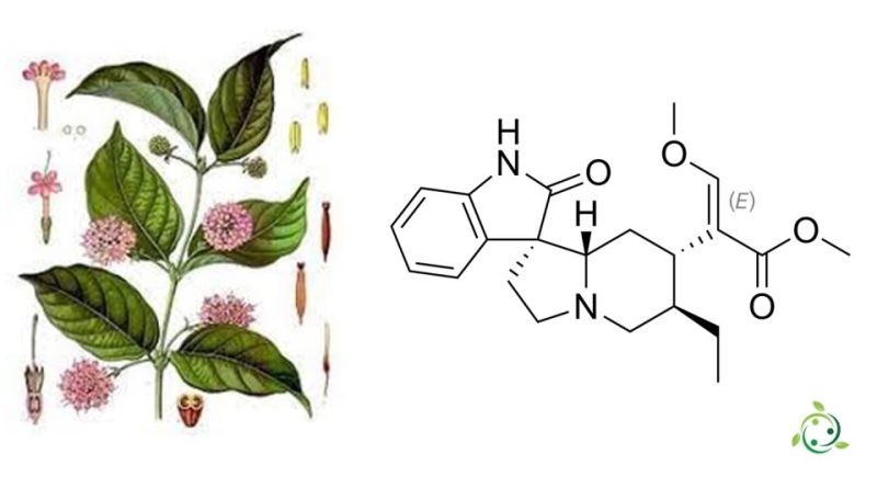 Rincofillina