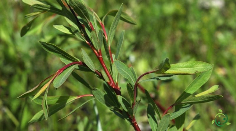 Riproduzione del Salice rosso