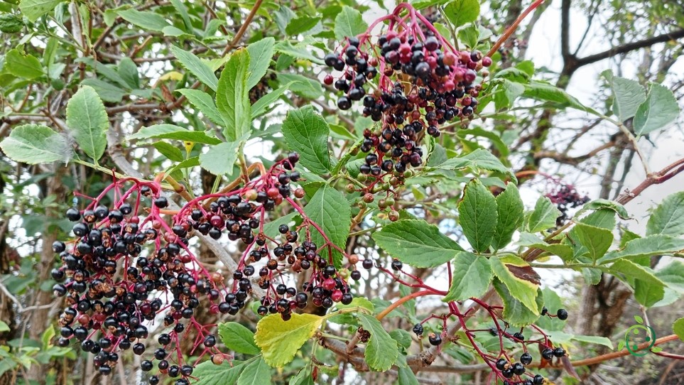 Elderberry Reproduction Habitat, Propagation, Ecology