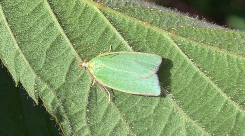 Tortrix viridana