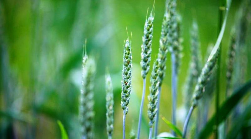 Triticum aethiopicum