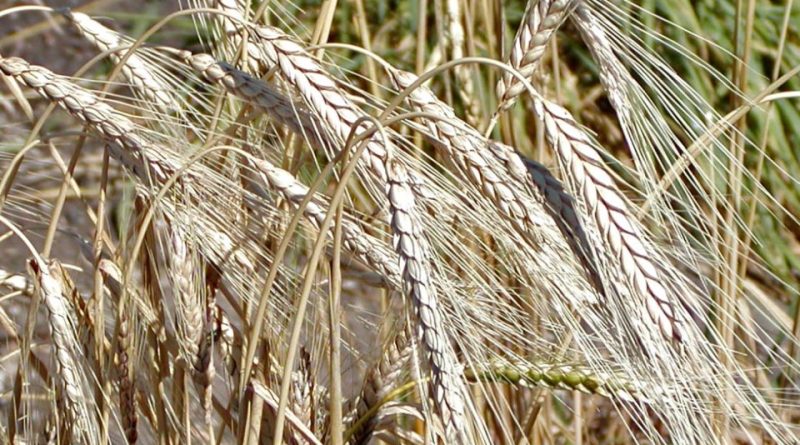 Triticum turgidum turanicum