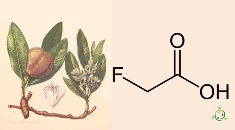 Acido fluoroacetico