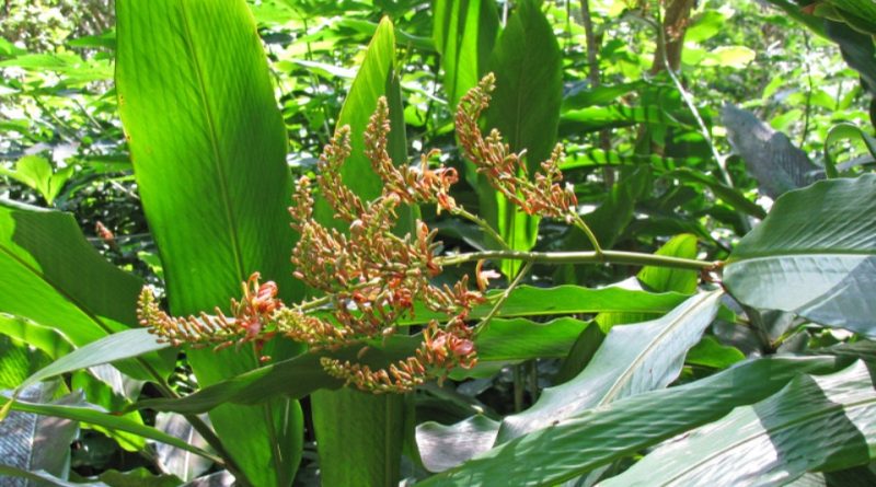 Alpinia nieuwenhuizii